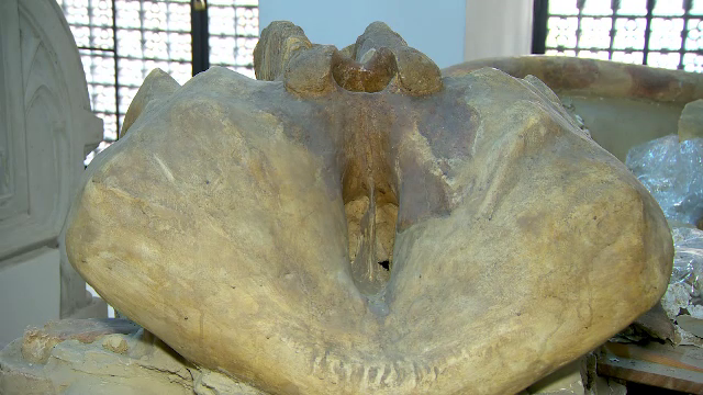 Un craniu de mamut descoperit în Iaşi va fi restaurat și expus la Palatul Culturii din capitala Moldovei