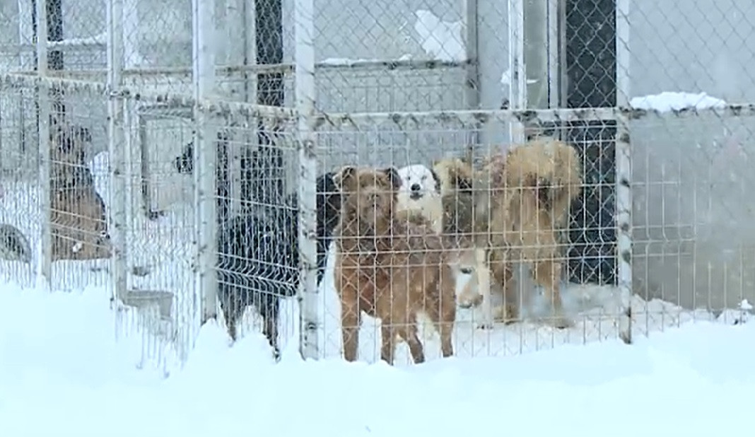 Adăposturile de câini au nevoie de ajutor. În mai multe zone din țară sunt acoperite de zăpădă, iar animalele suferă