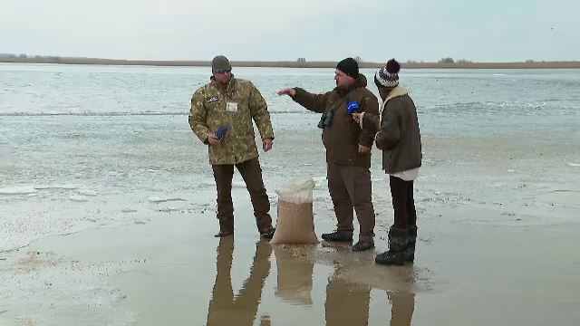 Gerul amenință animalele din Deltă. Păsările sălbatice primesc hrană pentru a supraviețui iernii