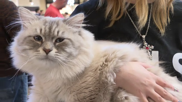 Concurs de Miss pentru pisici. Feline din opt țări s-au întrecut pentru titlul suprem, la un concurs din Timișoara