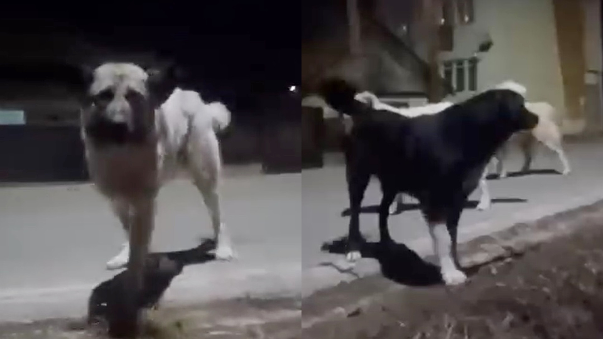 O femeie a fost atacată de 11 câini de talie mare, pe o stradă din Huedin. A scăpat după ce s-a refugiat într-un şanţ | VIDEO