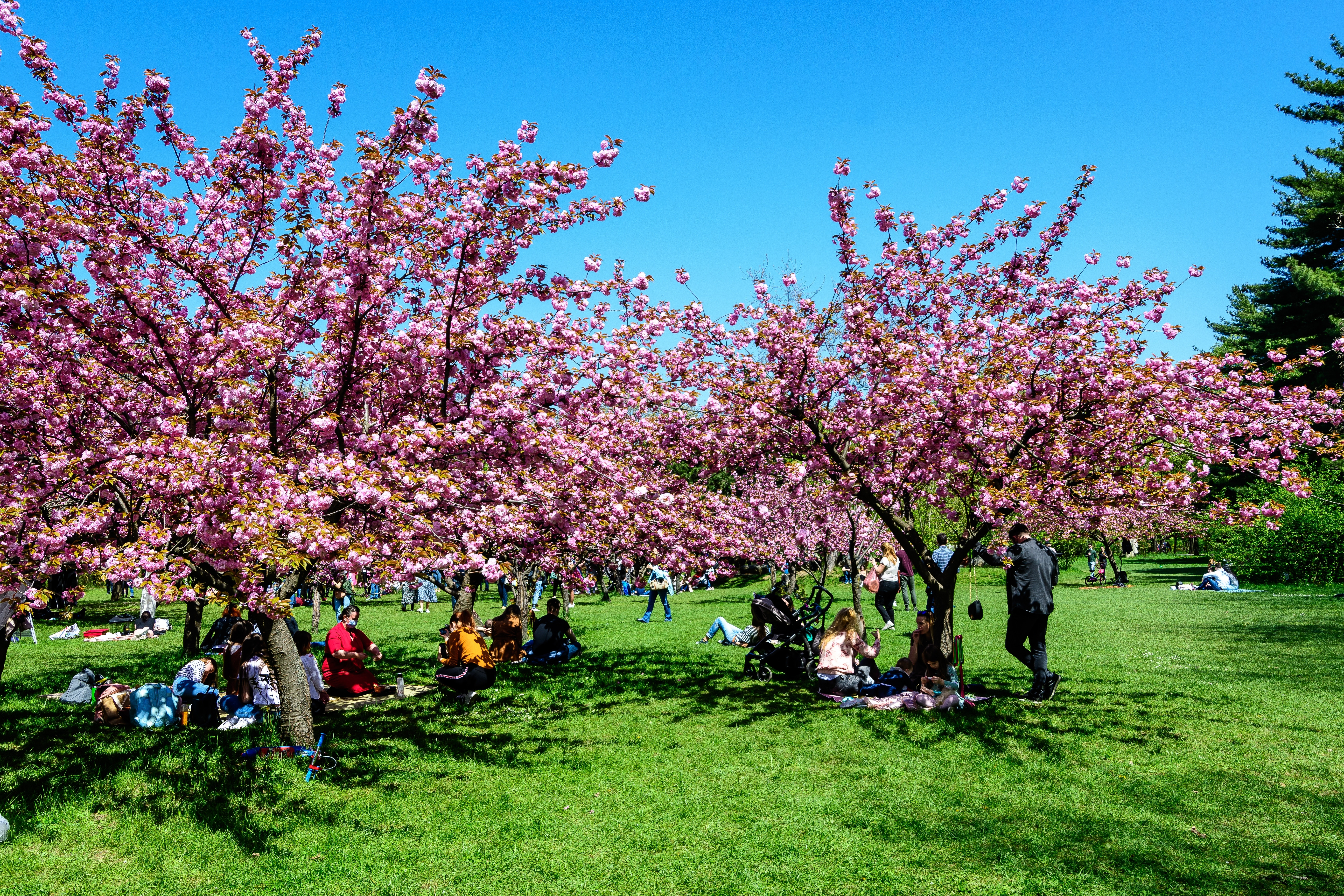 Grădina Japoneză din București