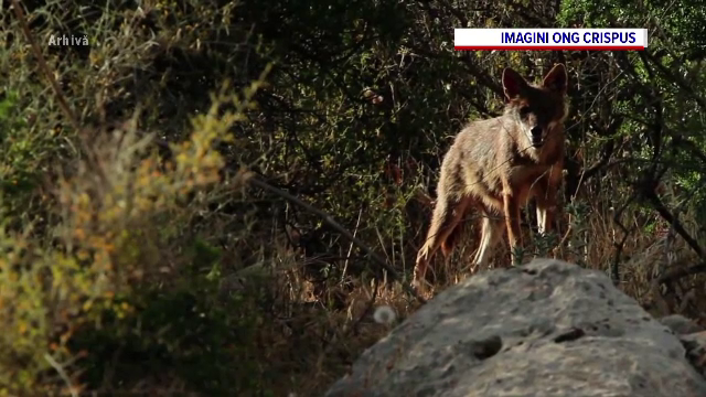 Situație critică în localitățile din Delta Dunării. Șacalii s-au înmulțit în ultima perioadă și atacă animalele din locuințe