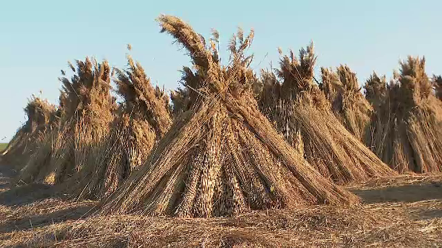 Lacurile din Delta Dunării riscă să fie sufocate de stuful care crește necontrolat. Ce arată imaginile surprinse din satelit