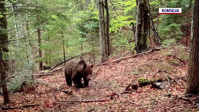Vânătorii profită de legea împușcării urșilor. Jumătate din animalele ucise ar putea câștiga medalii de aur la expoziții