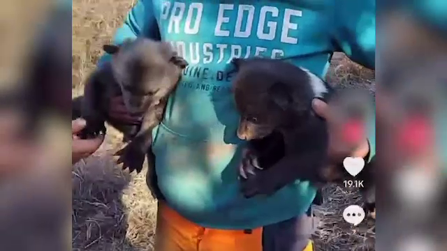 Un tânăr filmat cu doi pui de urs în brațe s-a ales cu dosar penal. Este cercetat pentru braconaj