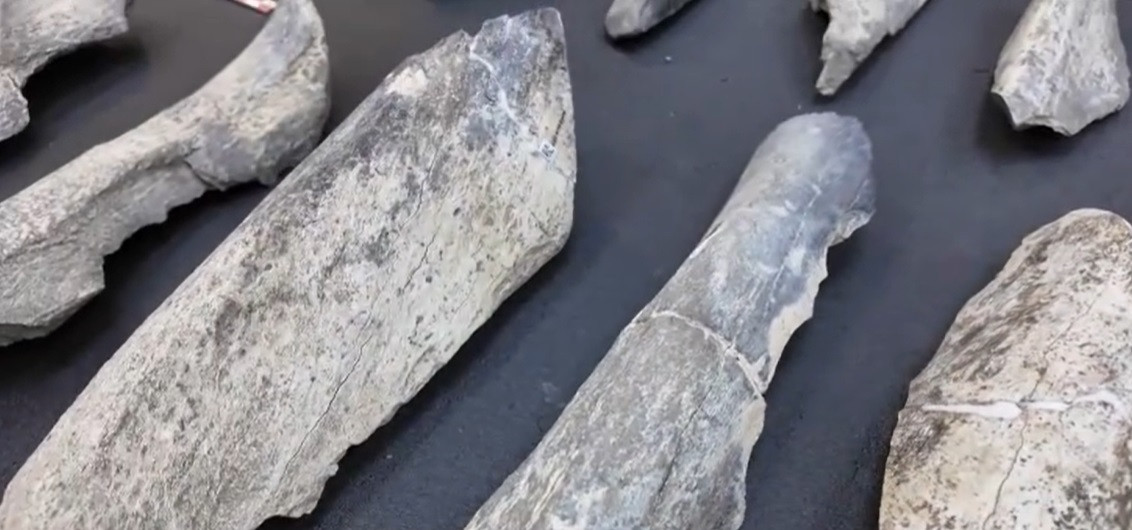 Au fost descoperite cele mai vechi unelte din os cunoscute, create în urmă cu peste 1,5 milioane de ani