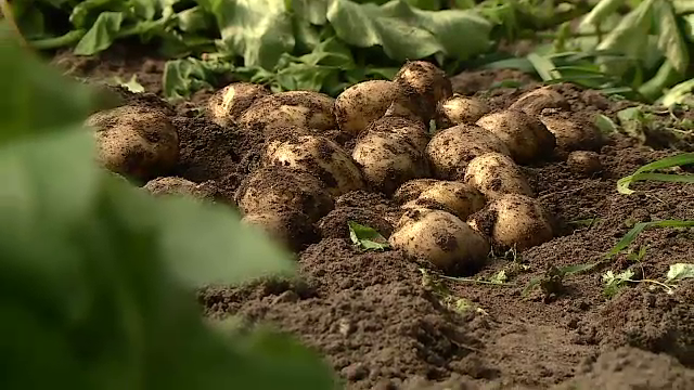 Cum au apărut cartofii. Un studiu relevă că roşiile sunt un strămoş al lor