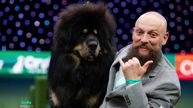 Viking, primul câine din istoria României și primul din rasa lui care câștigă un titlu mondial. ”Este foarte protectiv”