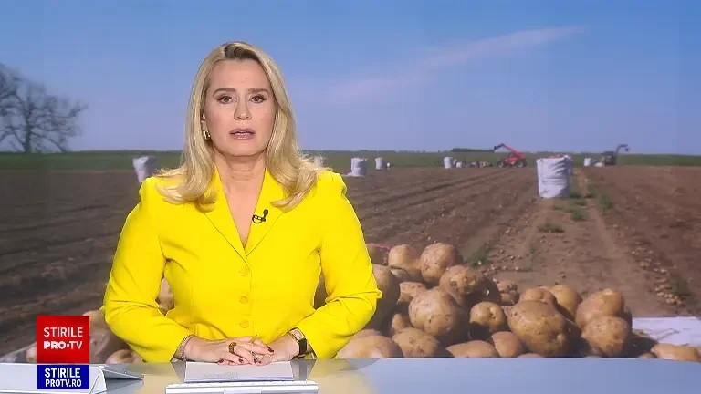 Recolta de cartofi este cu 30% mai mică anul acesta. Fermierii se confruntă cu efectele vremii capricioase