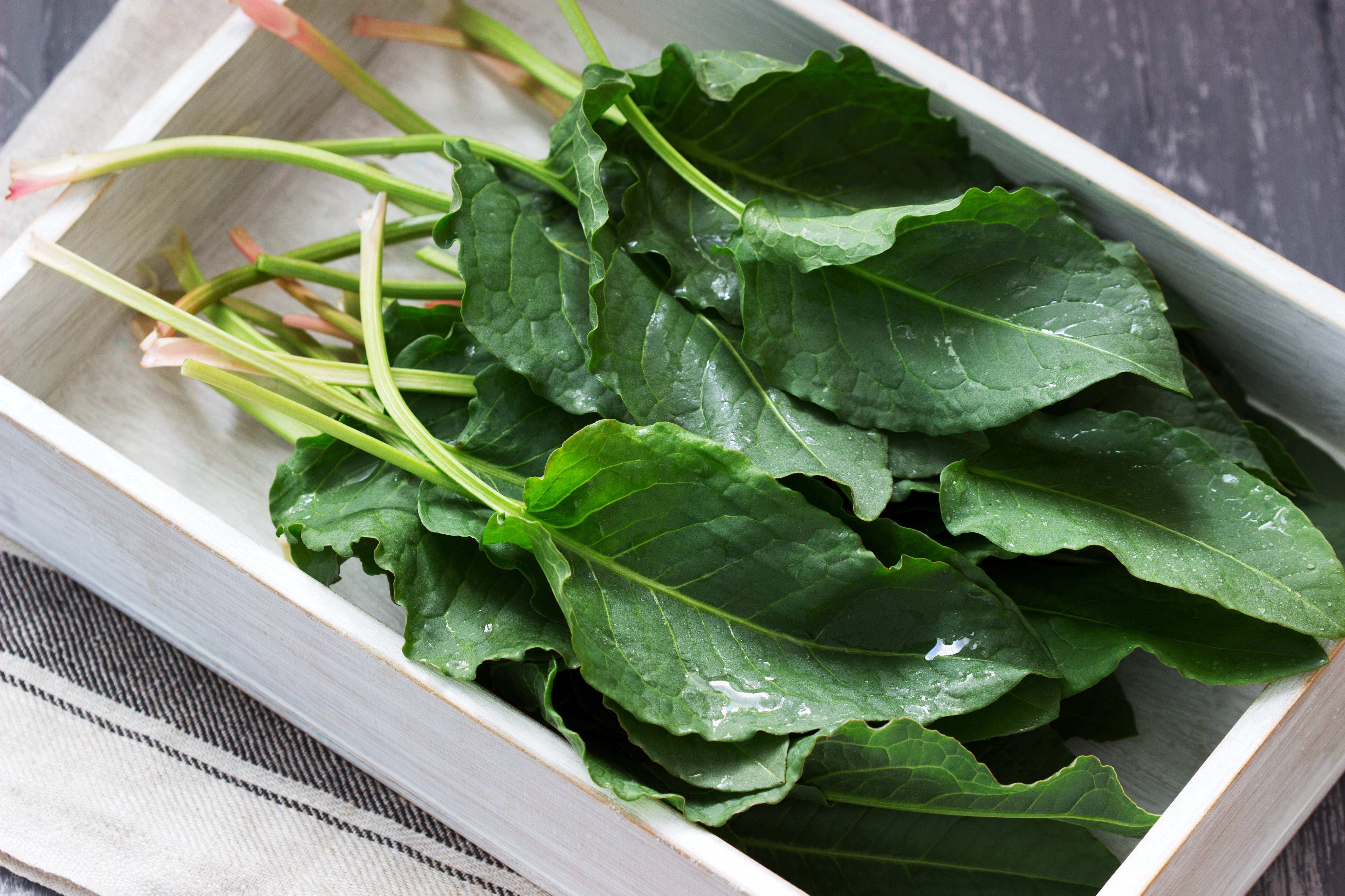 Ștevie - beneficii și contraindicații. Recomandări și moduri de consum