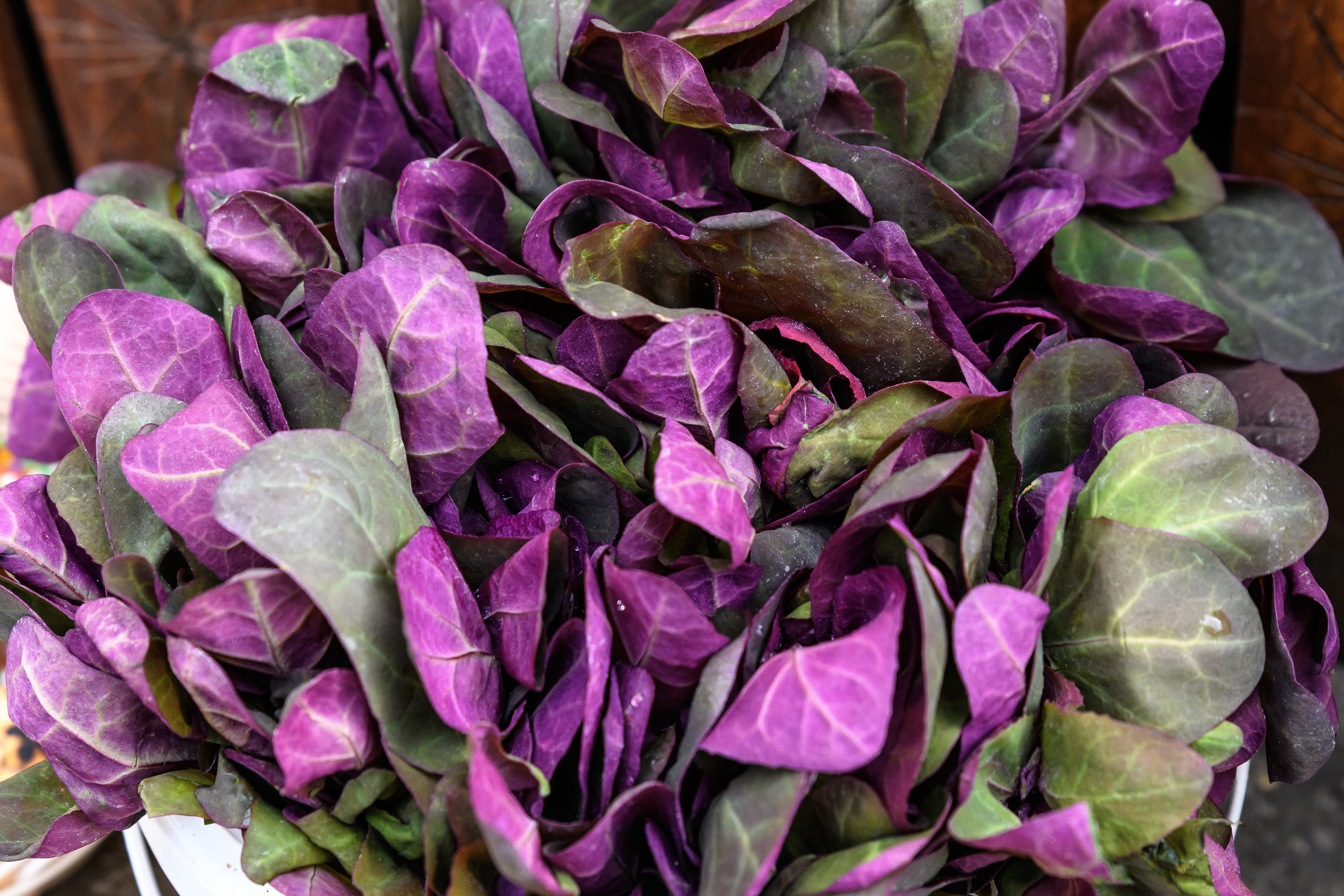 Lobodă - beneficii și contraindicații. Recomandări și moduri de consum. Cum se mănâncă această plantă