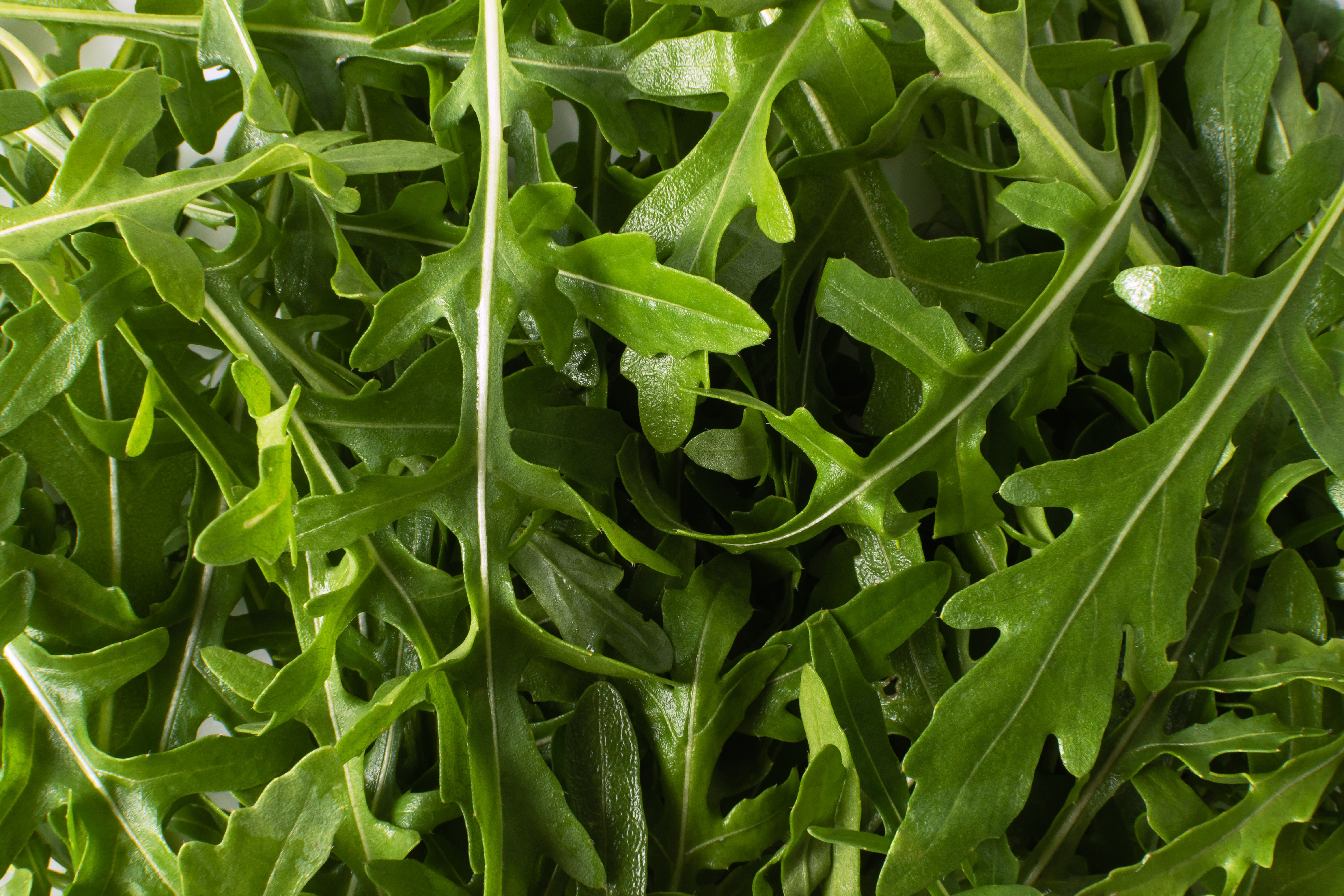 Rucola - beneficii, proprietăți și contraindicații. Ce gust are și cum se mănâncă frunzele de rucola