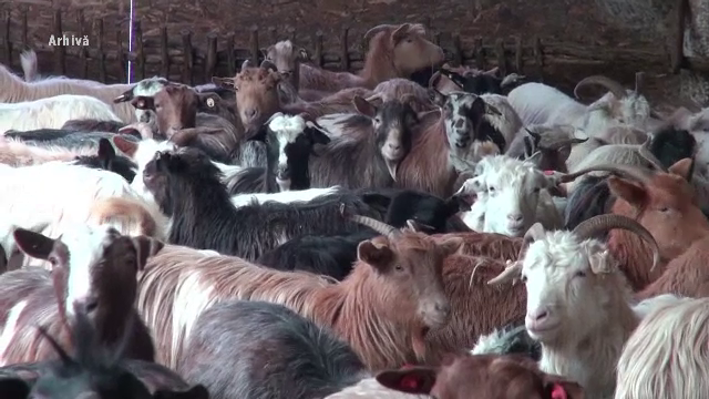 Focar de febră aftoasă în Ungaria. România interzice importul de animale vii din țara vecină