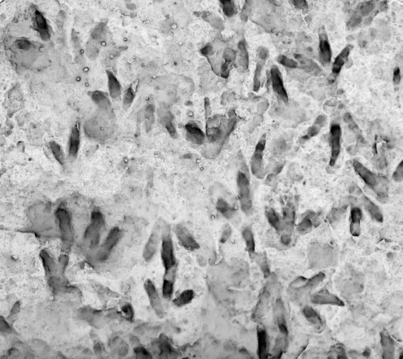 Descoperire neașteptată într-un liceu din Australia. Detaliile care au trecut neobservate timp de 23 de ani. FOTO