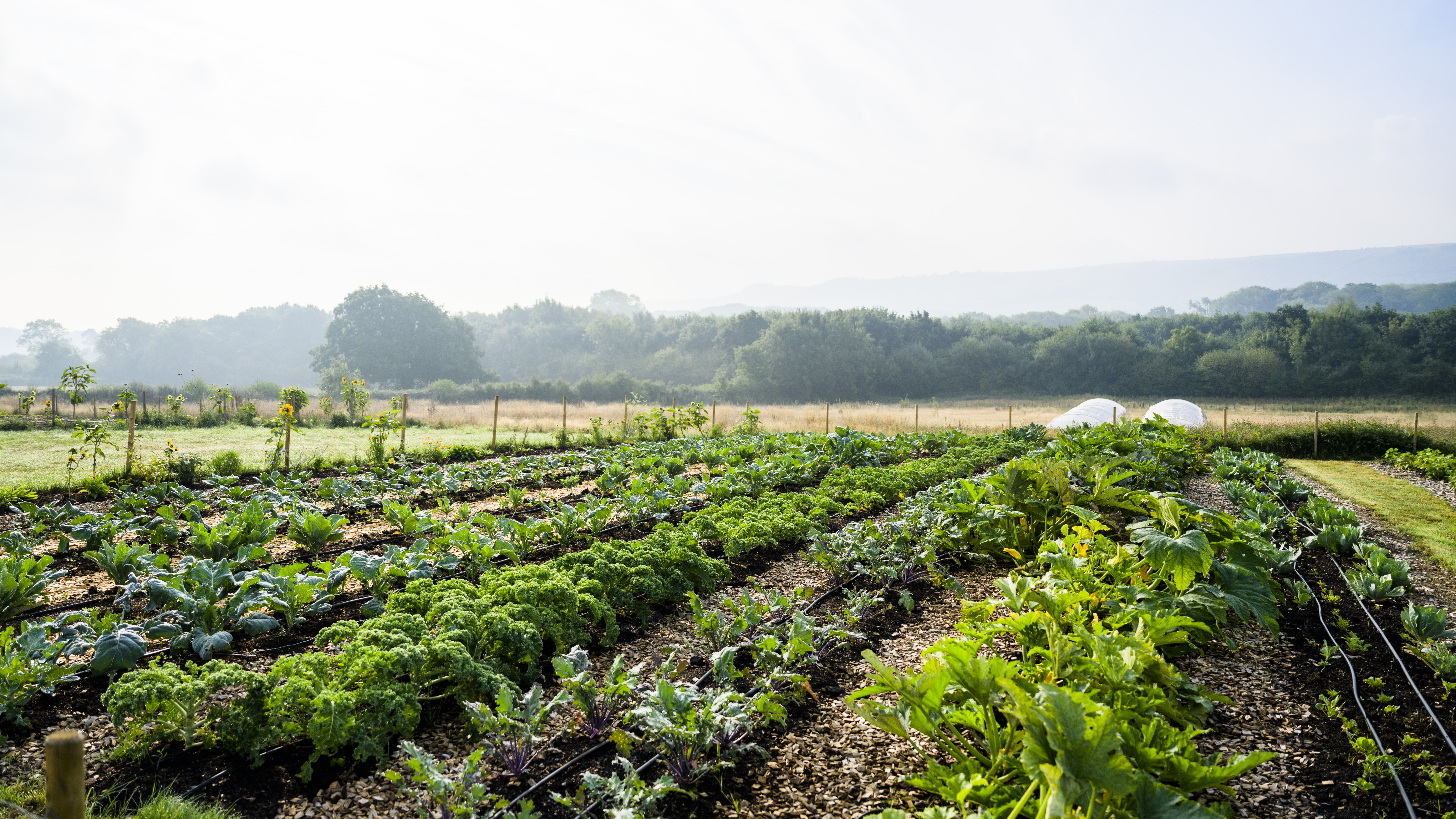 Agricultura regenerativă ar putea revoluționa felul în care vom produce hrana în viitor. „Acum doar distrugem solul”