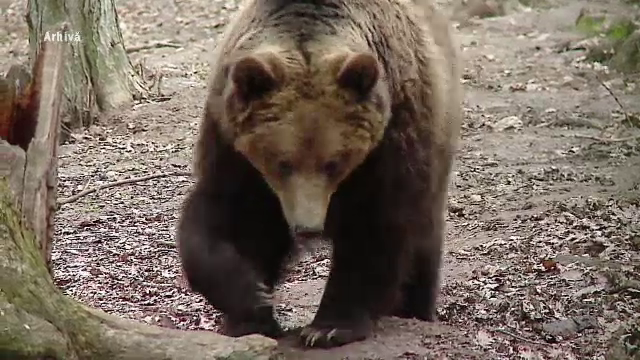 Urșii și lupii au produs pagube de peste 850.000 lei în Mureș. Zeci de localități din județ au fost grav afectate