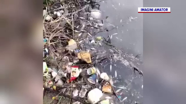 Poluare masivă pe râul Jiu, în Dolj. Plutesc mii de pești morți și gunoaie