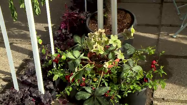 Tehnologia aduce grădinile la viață. Cum schimbă roboții și sistemele inovative îngrijirea plantelor în România