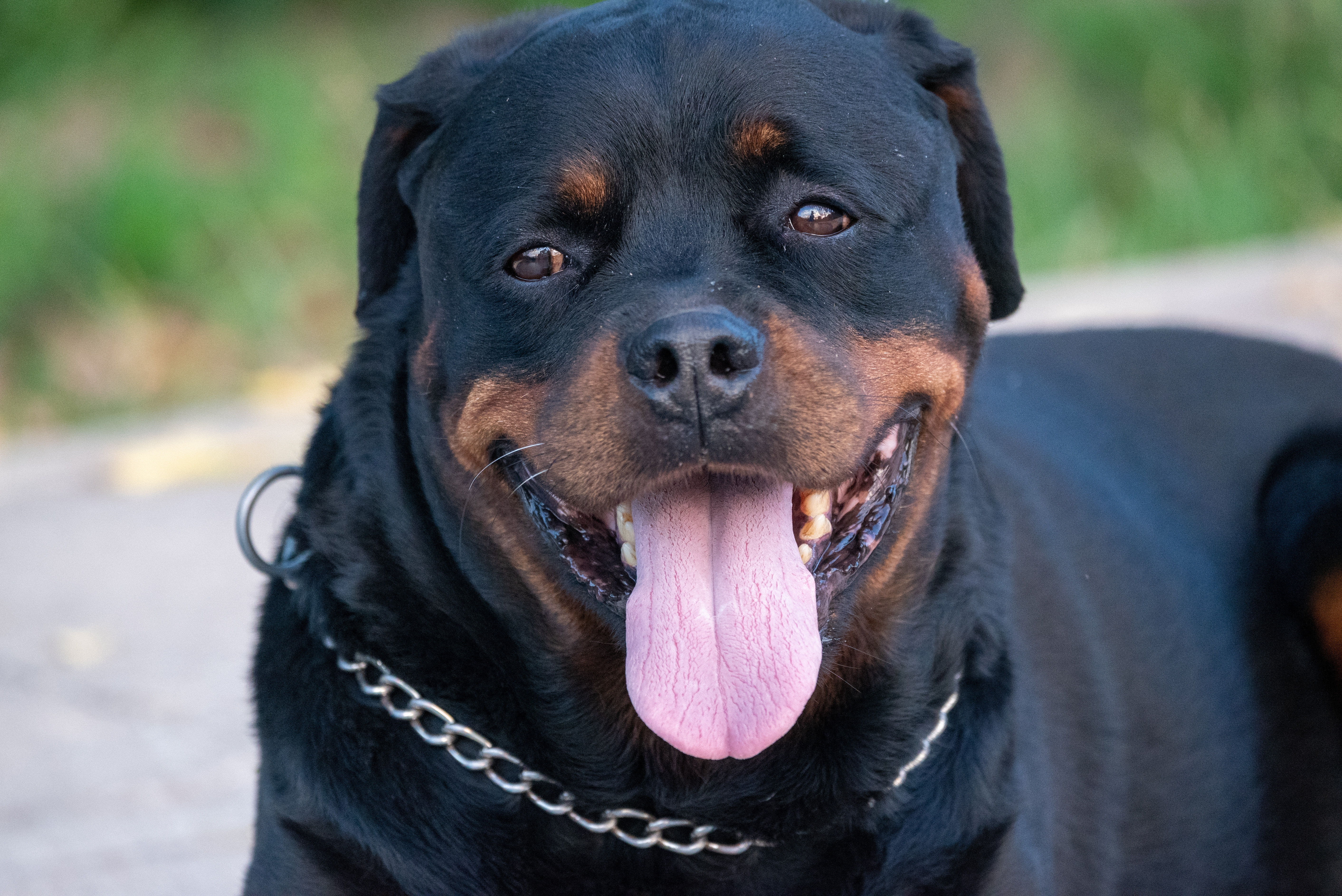 Câinii antifurt, în topul celor mai furați câini din Marea Britanie. Suma cu care se vinde un Rottweiler