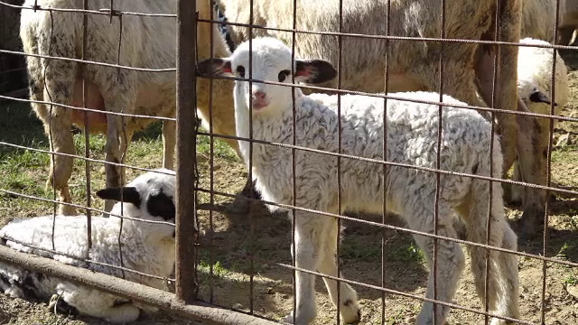 Fermierii sacrifică mieii mai devreme de teama contaminării turmelor cu pestă. Cât costă un kilogram de carne în măcelării