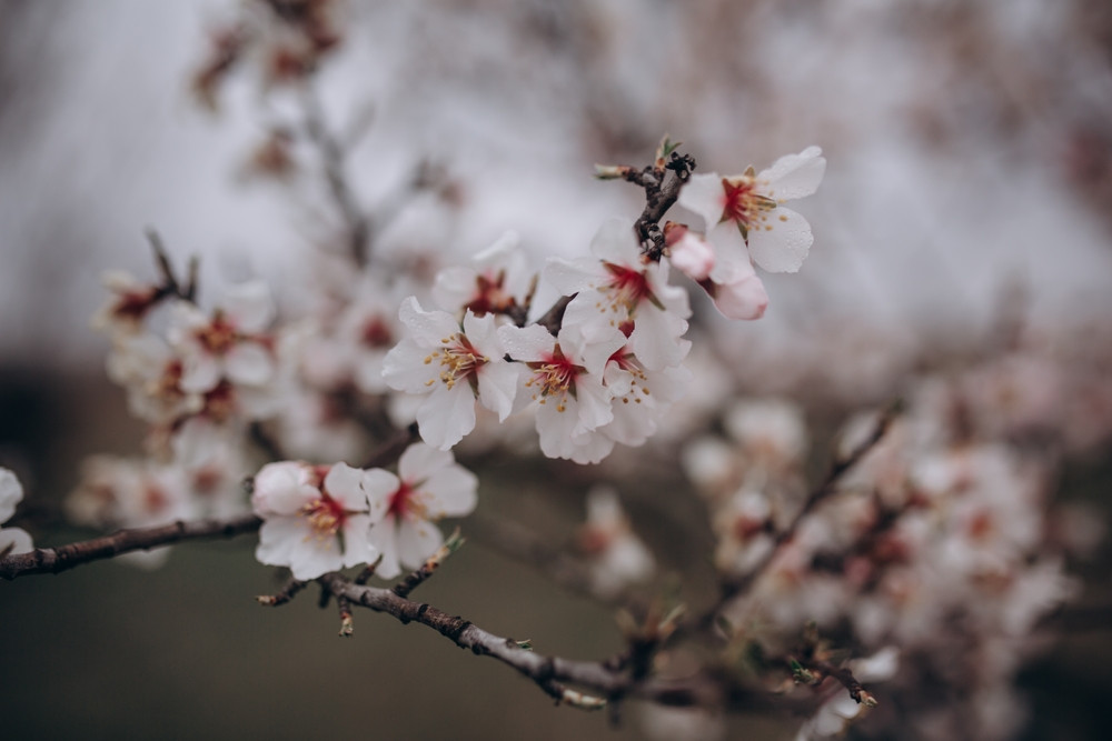 Cum va fi vremea în prima jumătate a lunii aprilie. Temperaturile scad brusc zilele următoarele