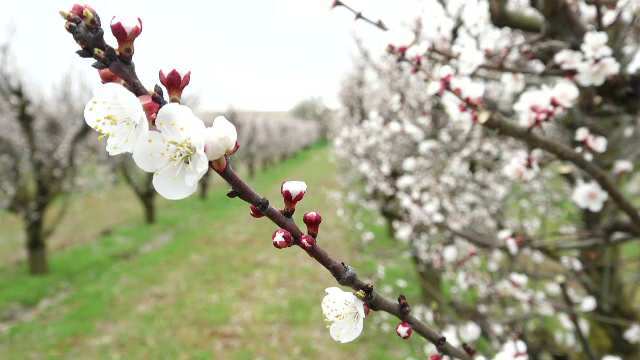 Putem rămâne fără caise, cireşe şi piersici românești anul acesta. Gerul pune în pericol recoltele. „Mugurii s-au necrozat”