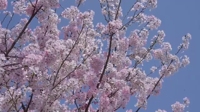 Cireșii înfloriți, un spectacol al naturii în China, care transformă orașul Wuhan într-o destinație de vis