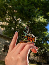 Imagine detaliată a unui fluture surprinsă cu Pixel 9a, folosind funcția Macro FocusImagine detaliată a unui fluture surprinsă cu Pixel 9a, folosind funcția Macro Focus