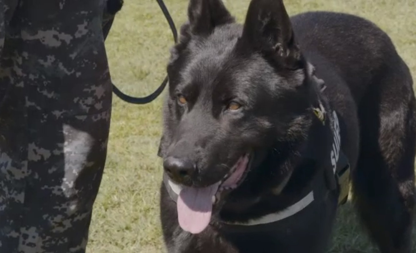 Câinele-polițist Șuier iese la pensie. Ce misiuni va avea mai departe patrupedul cu o carieră de invidiat