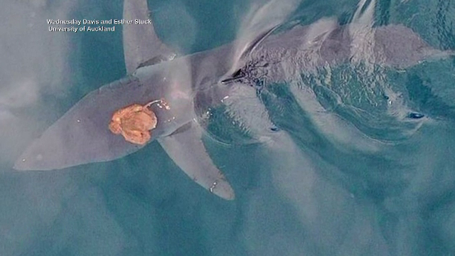 Scenă incredibilă din natură: imagini cu o caracatiță prinsă de capul unui rechin, în rol de taxi