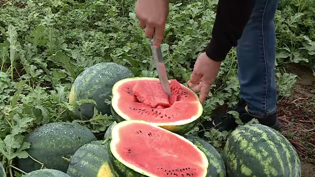 „Secretele” producătorilor de pepeni din Dăbuleni. „Așa obținem o calitate superioară”