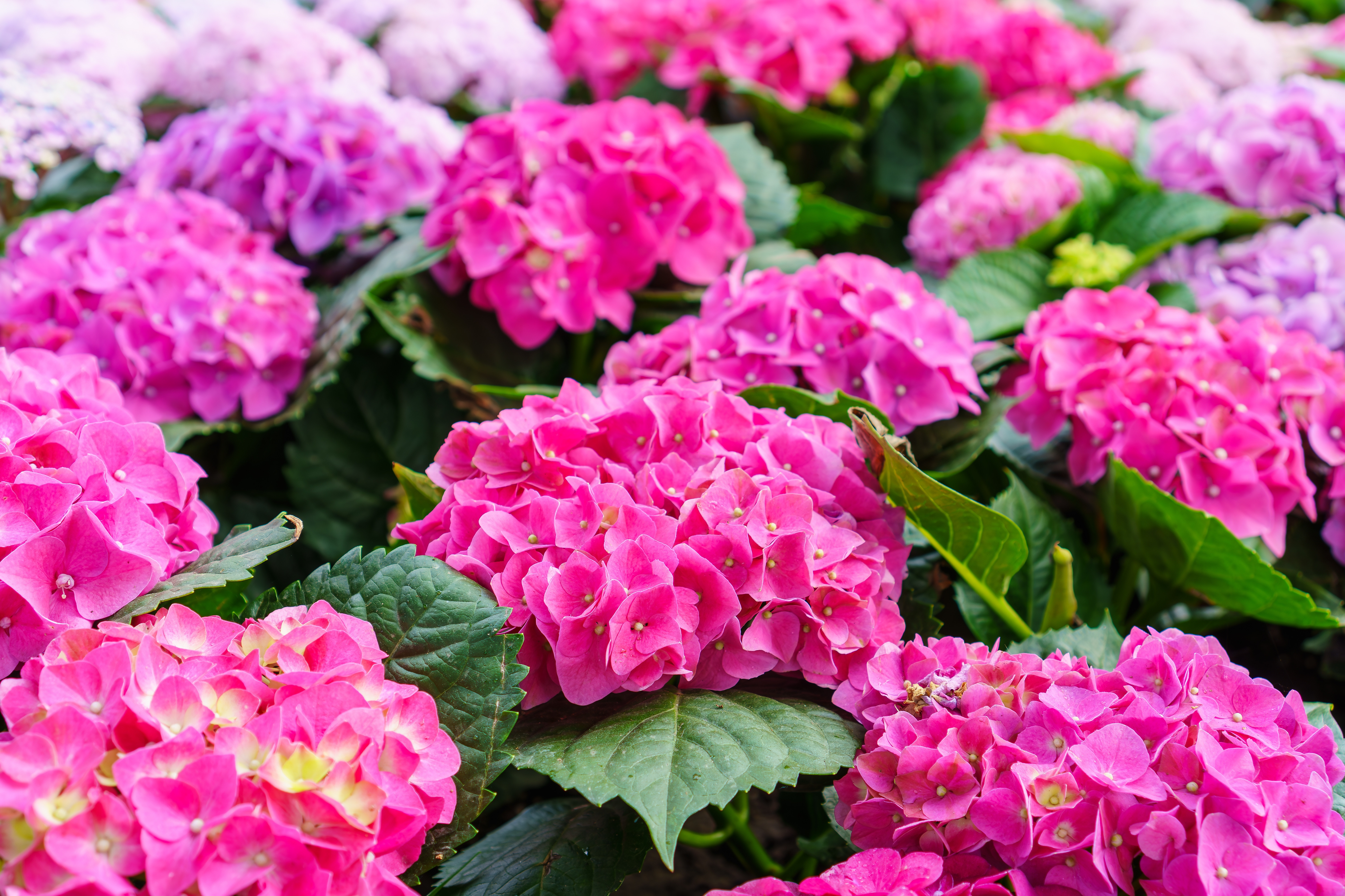 Hortensii - ce trebuie să știi despre aceste flori. Îngrijire, plantare și întreținere