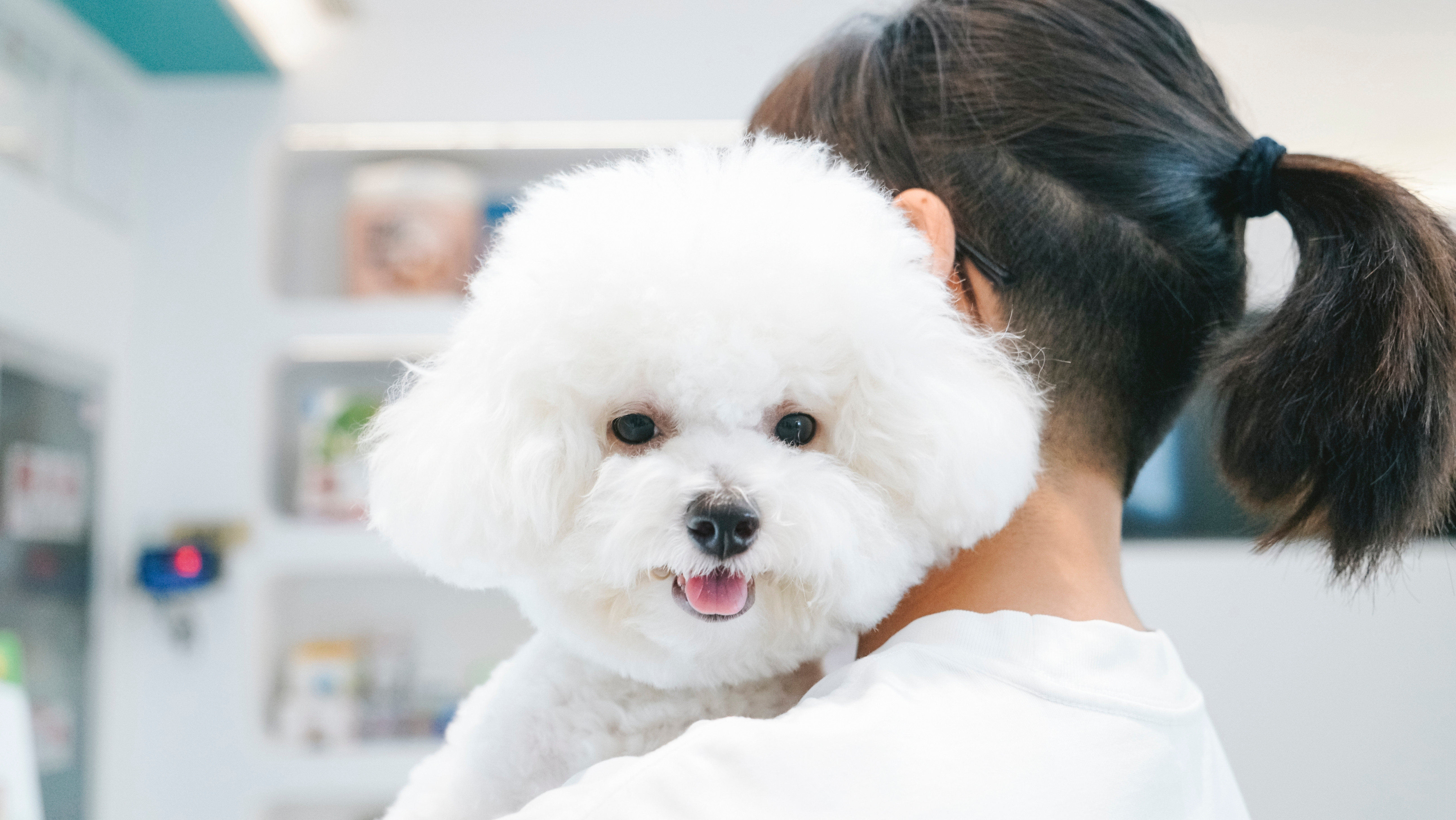 Bichon Frisé: Tot ce trebuie să știi despre bichonul cu păr creț. Cum să îngrijești această rasă adorabilă de câine