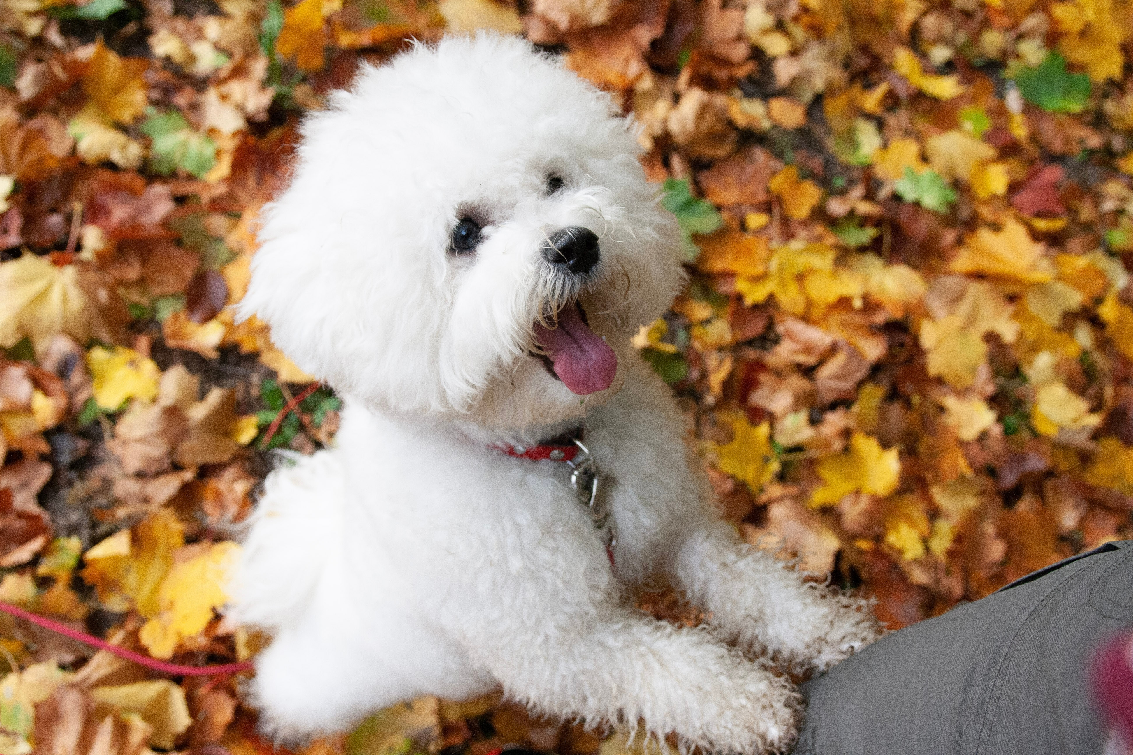 Bichon Fris&eacute;