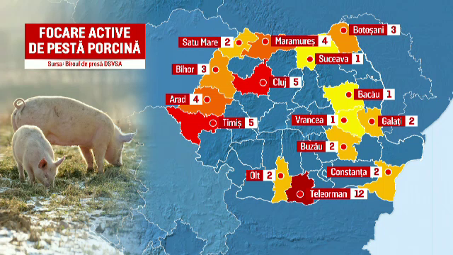50 de focare de pestă porcină pun în pericol fermele şi gospodăriile din 15 judeţe