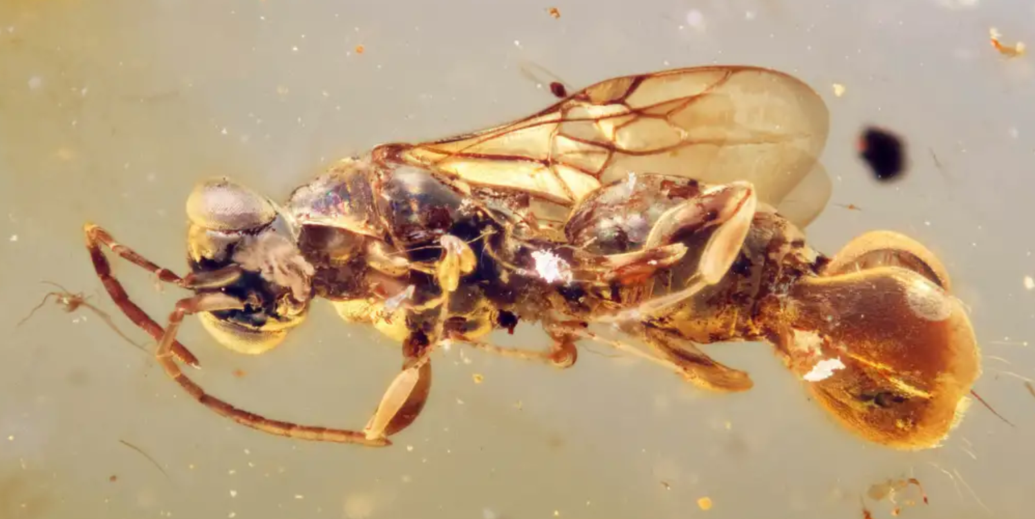 Descoperire științifică impresionantă: O creatură misterioasă, conservată perfect în chihlimbar timp de 99 de milioane de ani