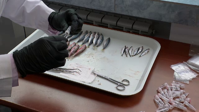 Un studiu asupra peștilor poate arăta nivelul de poluare din Marea Neagră. „Hamsiile sunt mai mici ca acum zece ani”