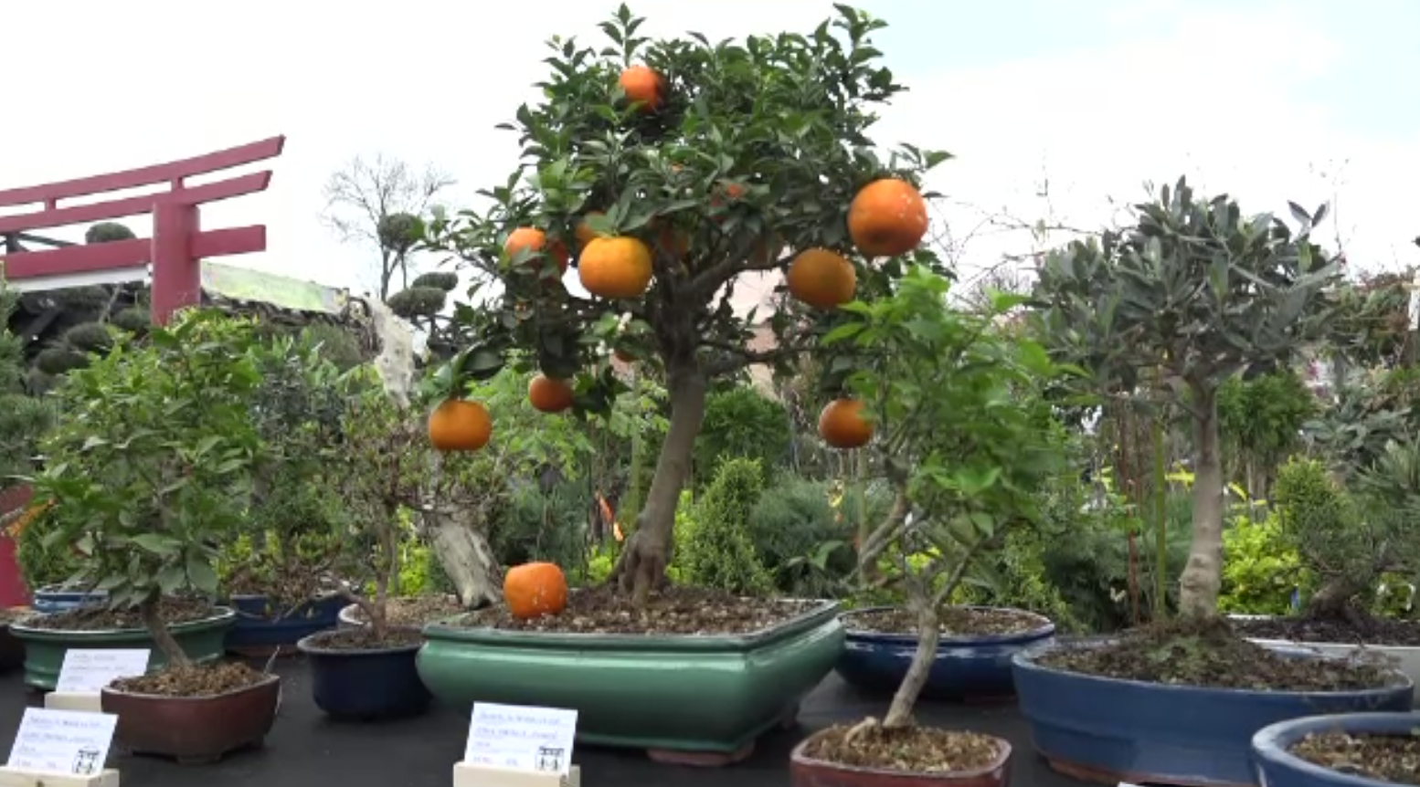 Cererea pentru plantele tropicale a crescut cu peste 15% în ultimii ani. Care sunt prețurile practicate în piață