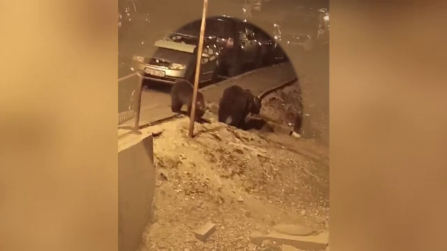 Șeful Salvamont din Predeal a fost rănit grav de un urs pe o stradă din stațiune. Este la terapie intensivă