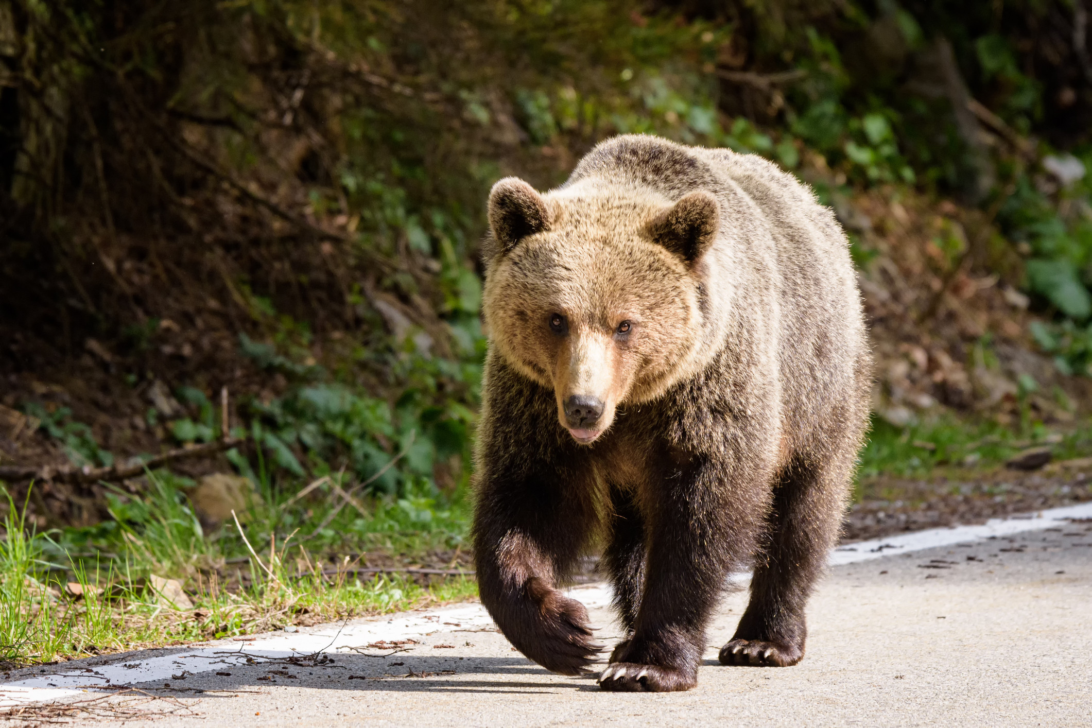 Momente de panică în județul Neamț. Un urs din apropierea unei cabane a fost alungat de jandarmi