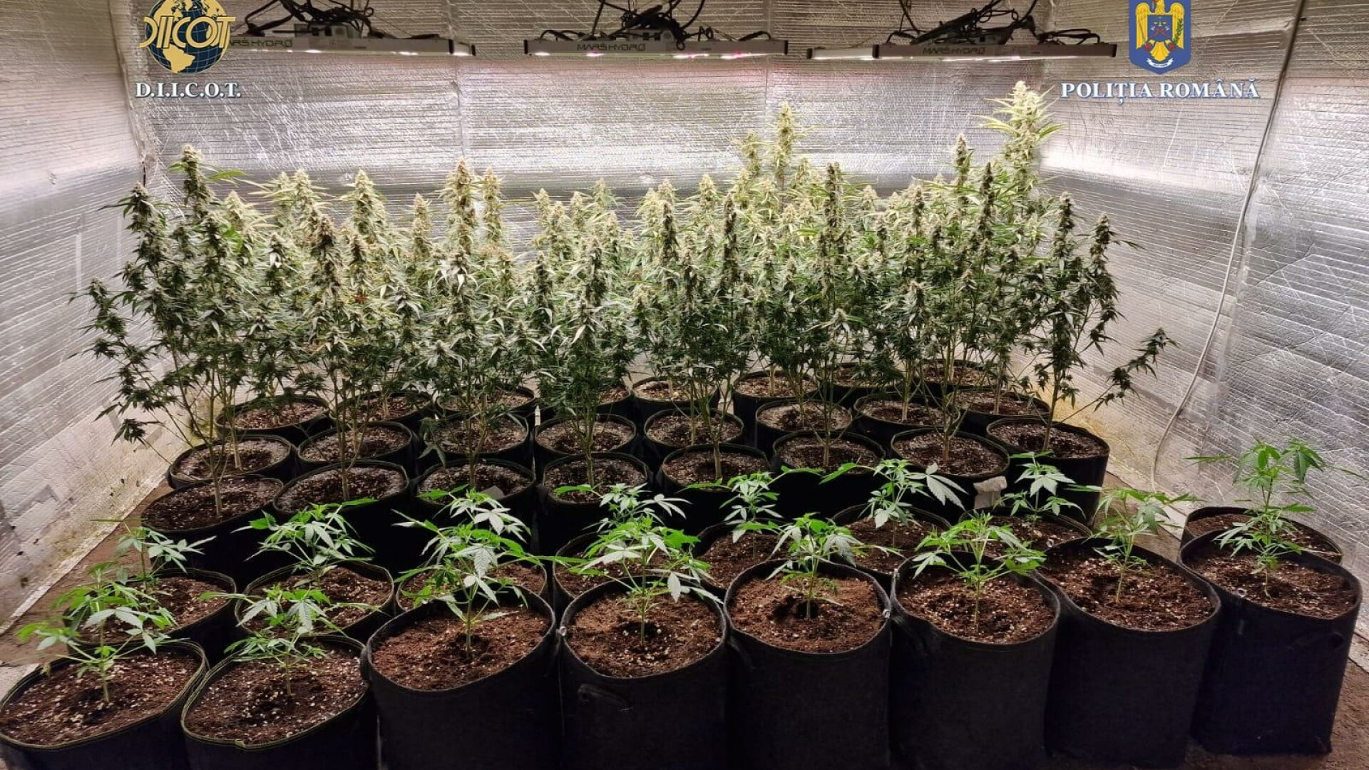 Două culturi de canabis au fost descoperite de polițiștii din Ploiești. Cinci persoane au fost reținute