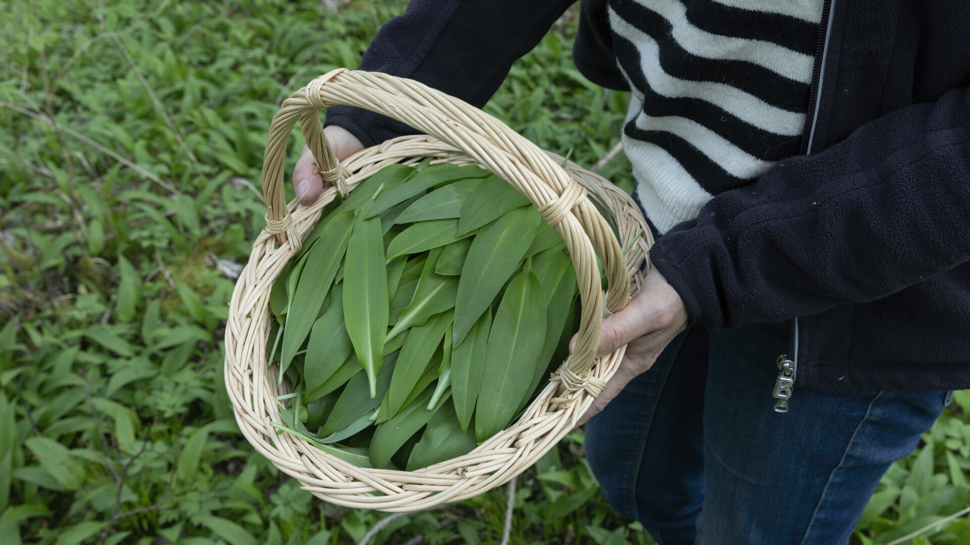 Leurdă - beneficii și contraindicații. De ce este recomandat să consumăm planta minune a primăverii