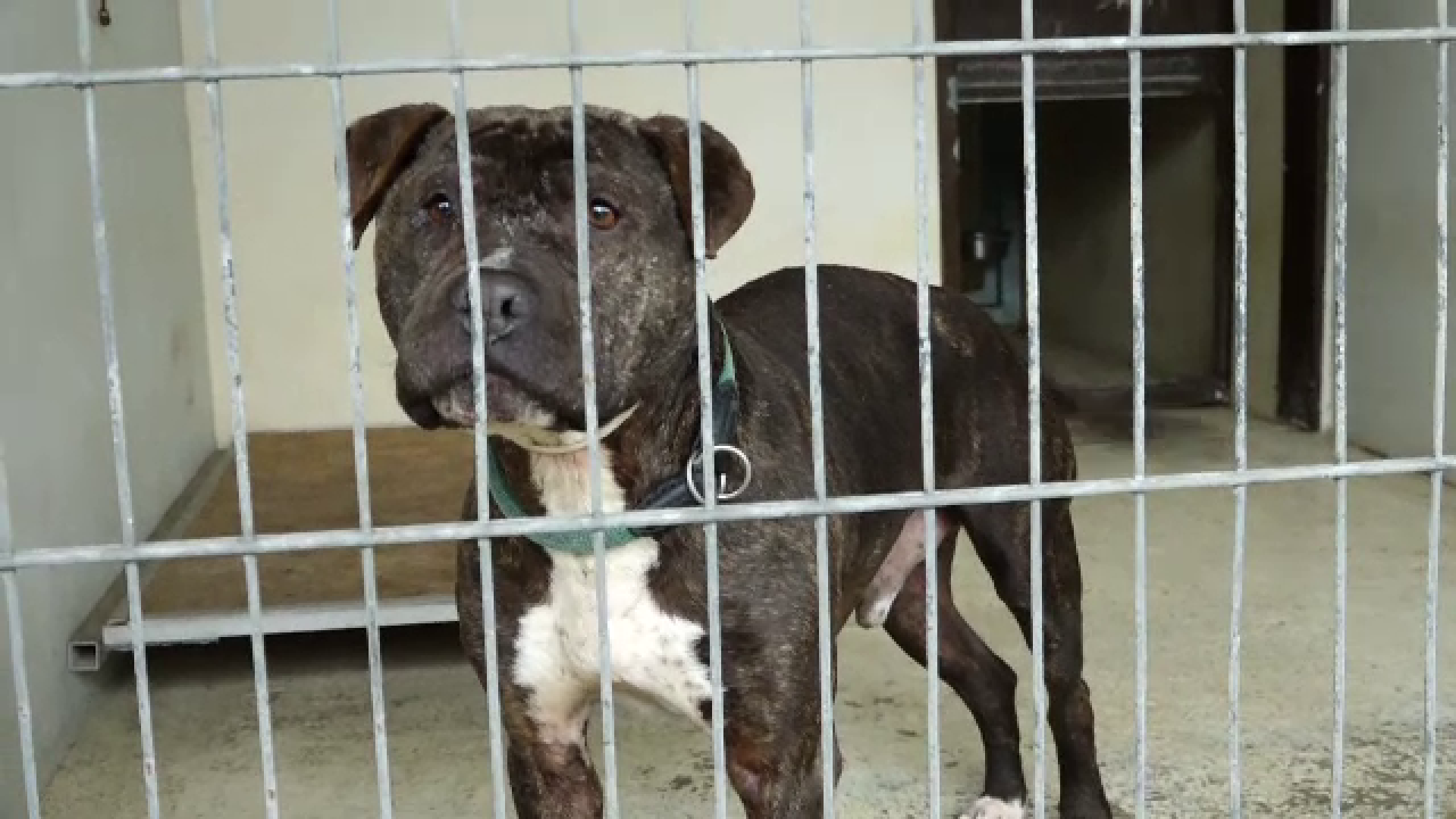 Câinii considerați periculoși, greu de adoptat în România. Patrupezii agresivi sunt reabilitați în adăposturi