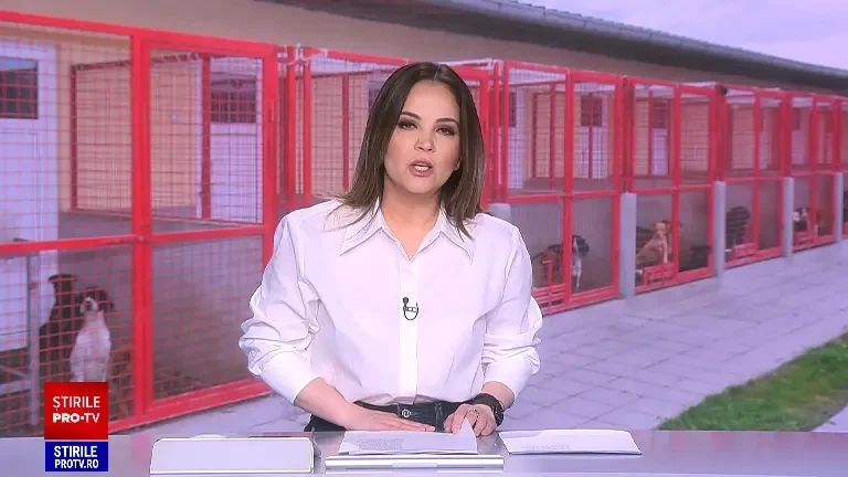 Câini considerați periculoși, greu de adoptat în România. Patrupezii agresivi sunt reabilitați în adăposturi