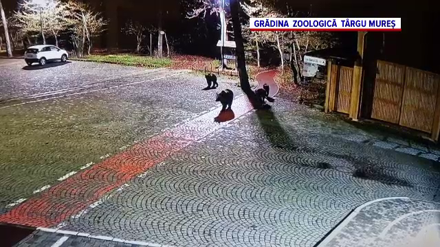 Situație alarmantă în Mureș. Lipsa apei din păduri aduce urșii în curțile oamenilor și la grădina zoologică