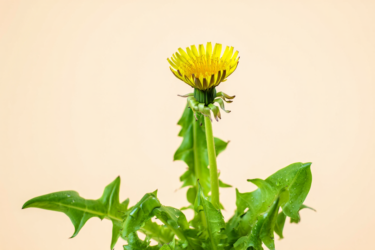 Dulceață de păpădie – rețeta pas cu pas. Ce gust are și cum se prepară