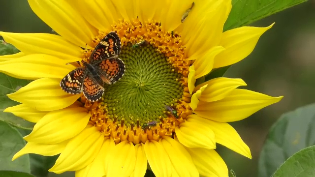 Jumătate dintre fluturii României au dispărut în 30 de ani. Efectele acestei pierderi pot ajunge până pe raftul magazinelor