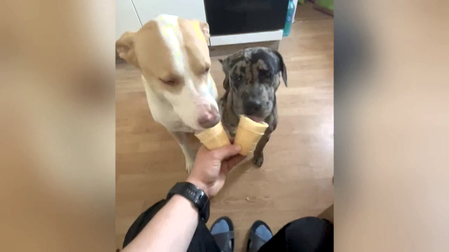 Deținătorii de animale își găsesc tot mai greu locuințe de închiriat. Căutarea durează chiar și câteva luni