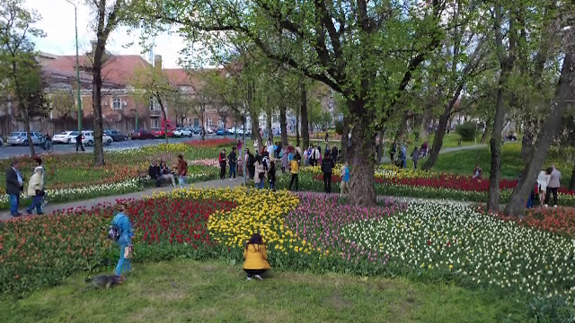 Spectacol de primăvară în Timișoara. Mii de lalele colorate au transformat Parcul Justiției într-un loc de poveste